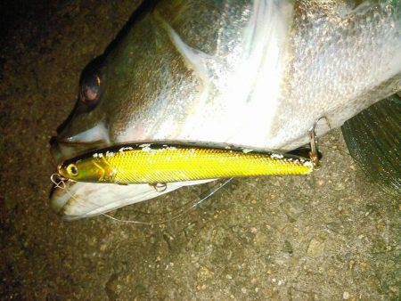 常夜灯ナイトシーバス